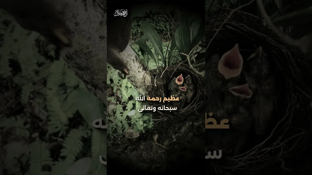 أرجى حديث في مغفرة الذنوب ؟ | د . أحمد جلال